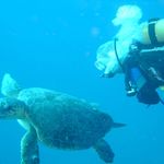 Scuba Diving